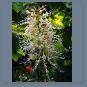 Aesculusparviflora