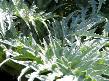 cardoon