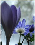 crocusandanemone