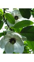 Magnoliasieboldii