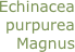 Echinacea purpurea Magnus
