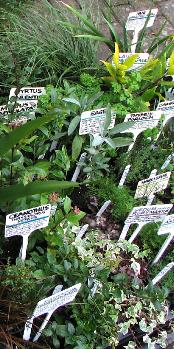 plantsforsale