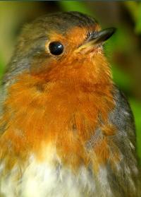 ponderingrobin