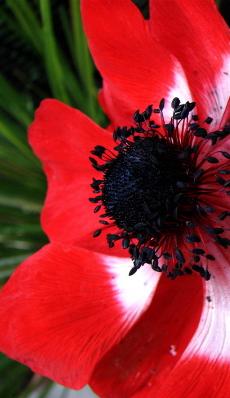 redanemone