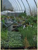 SeedtraysandHawscans